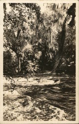 Hillsborough River State Park Tampa, FL Postcard Postcard Postcard