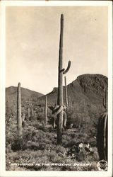 "Saguaros" in the Arizona Desert Postcard