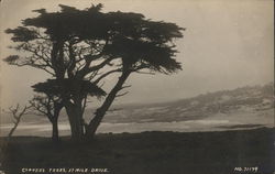 Cypress Trees, 17 Mile Drive Monterey, CA Postcard Postcard Postcard