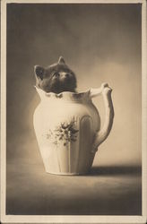 Kitten in Pitcher Cats Postcard Postcard Postcard