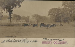 Dairy Cows Grazing - Soldier's Home Bennington, VT Postcard Postcard Postcard