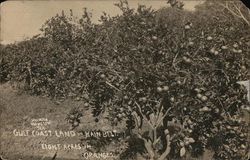 Gulf Coast Land in Rain Belt - Eight Acres of Oranges, Texas Fruit Postcard Postcard Postcard