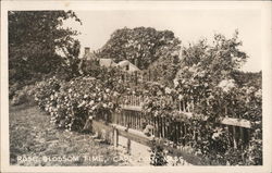 Rose Blossom Time, Cape Cod Massachusetts Postcard Postcard Postcard