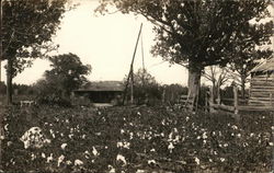 Cotton Field Postcard