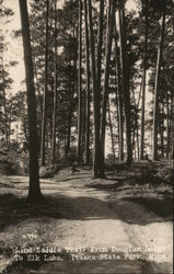 Lind Saddle Trail from Douglas Lodge to Elk Lake, Itasca State Park Postcard