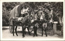 Mules Pulling Buggy Donkeys Postcard Postcard Postcard