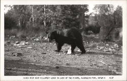 Black Bear Near Killarney Lodge On Lake of Two Rivers, Algonquin Park, Ontario Bears Postcard Postcard Postcard