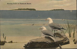 Herring Gulls On Plymouth Beach Postcard