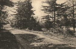 Road Through the Pines Postcard