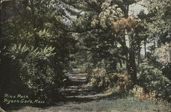 Pine Path Pigeon Cove, MA Postcard Postcard Postcard