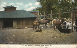 Elk Family, Glen Oak Park Peoria, IL Postcard Postcard Postcard