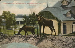 American Moose, Washington Park Zoo Milwaukee, WI Postcard Postcard Postcard