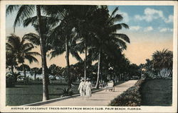 Avenue of Cocoanut Trees - North from Beach Club Palm Beach, FL Postcard Postcard Postcard