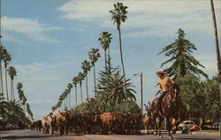 Drive of Corriente Steers Chowchilla, CA Postcard Postcard Postcard