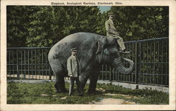 Elephant, Zoological Gardens Cincinnati, OH Postcard Postcard Postcard