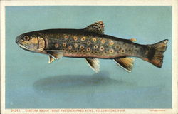 Eastern Brook Trout, Photographed Alive, Yellowstone Park Yellowstone National Park Postcard Postcard Postcard