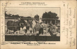 California Nightengales, Orchard Camp Postcard