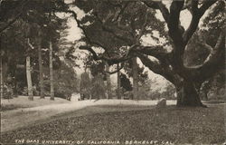 The Oaks, University of California Postcard