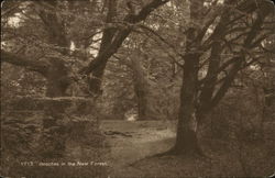 Beeches in the New Forest England Postcard Postcard Postcard