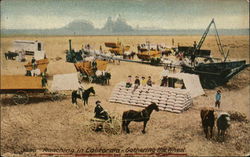 Ranching in California - Gathering the Wheat Postcard Postcard Postcard