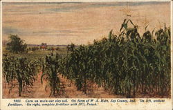 Corn on Worn-Out Clay Soil Jay County, IN Postcard Postcard Postcard