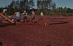 Cranberry Harvest Washington Farming Postcard Postcard Postcard