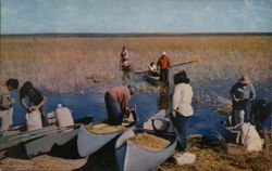 Indian Wild Rice Harvesters Near Mille Lacs Lake Postcard