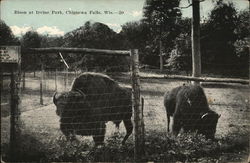 Bison at Irvine Park Chippewa Falls, WI Postcard Postcard Postcard