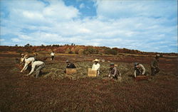 Harvesting Cranberries Postcard