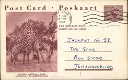 Giraffes, Kruger National Park Postcard