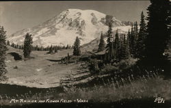 Mount Rainer and Flower Fields Washington Postcard Postcard Postcard