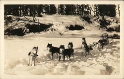 Sled Dogs in Snow Postcard Postcard Postcard