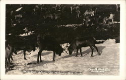 Reindeer Along the McKinley Park Route Postcard