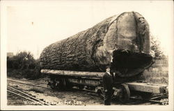 Washington Douglas Fir Log Postcard