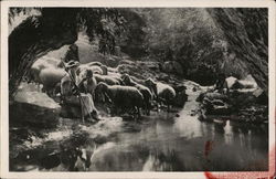 Ain Fara Spring Jerusalem, Jordan Middle East Postcard Postcard Postcard