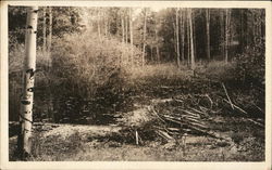 Beaver Dam in Trees Colorado Postcard Postcard Postcard