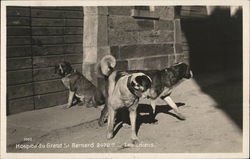 Hospice du Grand-Saint-Bernard - The Dogs Postcard