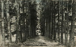 Lover's Lane, McGurdy's Park Postcard