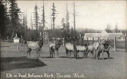 Elk in Point Defiance Park Postcard