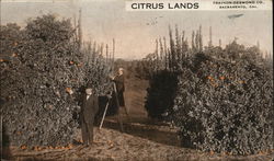 Citrus Lands, Trainor-Desmond Co. Sacramento, CA Postcard Postcard Postcard