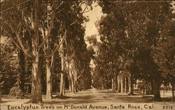 Eucalyptus Trees on McDonald Avenue Santa Rosa, CA Postcard Postcard Postcard