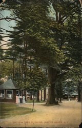 Big Elm Tree in Grove, Olcott Beach New York Postcard Postcard Postcard