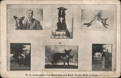 W. H. Southworth's Full Blood Educated Black Timber Wolf Fargo, ND Postcard Postcard Postcard