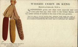 Where Corn Is King Postcard