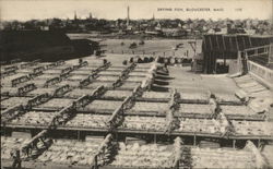 Drying Fish Gloucester, MA Postcard Postcard Postcard