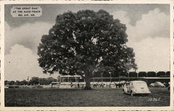 "The Great Oak" at the Race-Track Bel Air, MD Postcard Postcard Postcard