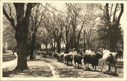 Ag Royal Day, University Farm, University of Minnesota St. paul, MN Postcard Postcard Postcard