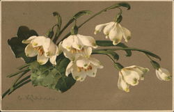 White Flowers by C. Klein Postcard Postcard Postcard