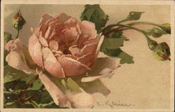 Roses Flowers Postcard Postcard Postcard