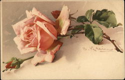 Beautiful Pink Rose Flowers Postcard Postcard Postcard